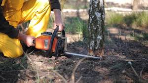  , USA Tree Removal and Landscaping Services Pros